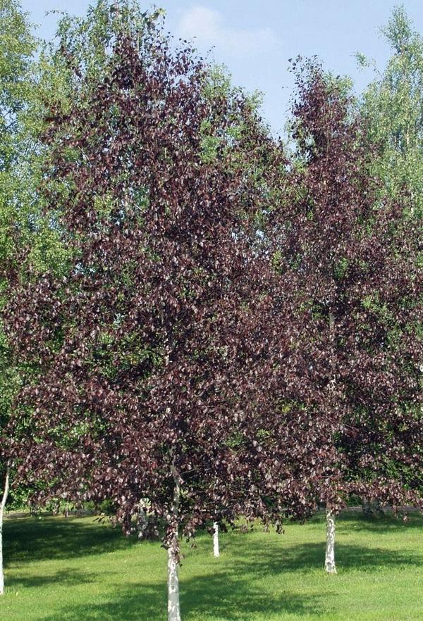 Береза пушистая (Betula pubescens) 'Rubra'